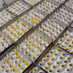 Mini Budget Set Pavlova (3 box)